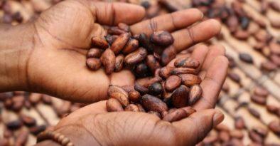 Cacao